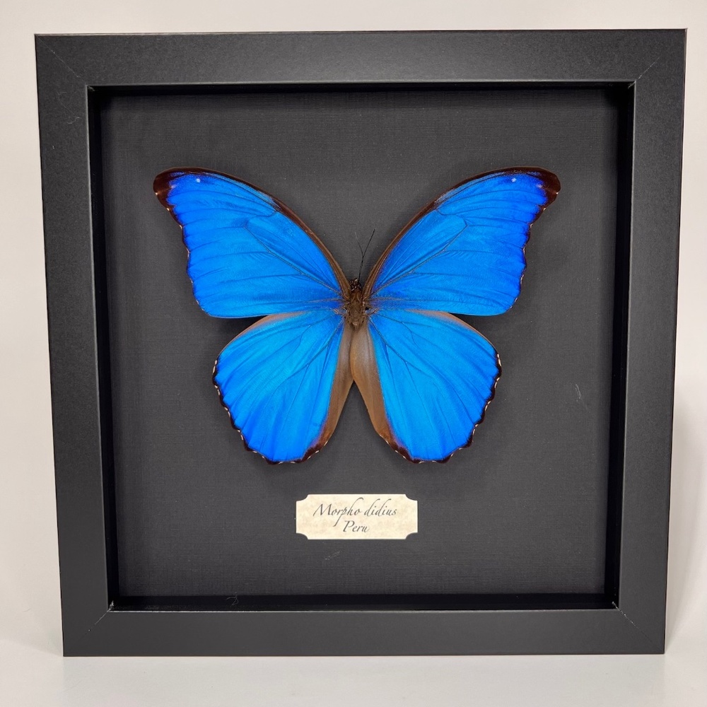 Real framed exotic Morpho didius 🦋
